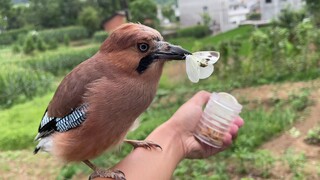 [Animals]A moth flies past the sparrow's mouth and it is eaten