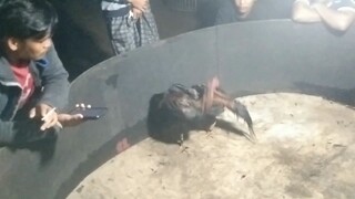 lagi2 sih icibos godek hoki blm usai mabung udh di breng 🤤😇