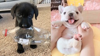 Omg! Cute Puppies Doing Funny Things #5 | Cute VN