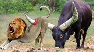 100 Craziest Animal Fights of All Time 2022