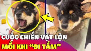 Chiếc chó nhi đồng và cuộc chiến 'VẬT LỘN' không hồi kết với Sen 'MỖI KHI ĐI TẮM' 😅 | Gâu Đần