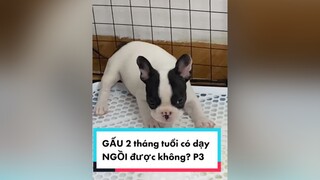 Gấu 2 tháng tuổi liệu có dạy lệnh NGỒI được không nhỉ? 😜😜😜 thanhvagau mrgau thucung bullphap huanluyencho