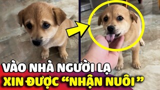 Cún con 'ĐI LẠC' vào nhà người lạ được anh chủ 'NHẬN NUÔI' và hết mực yêu thương 😅 | Gâu Đần