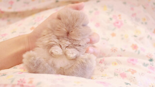 My Holland Lop