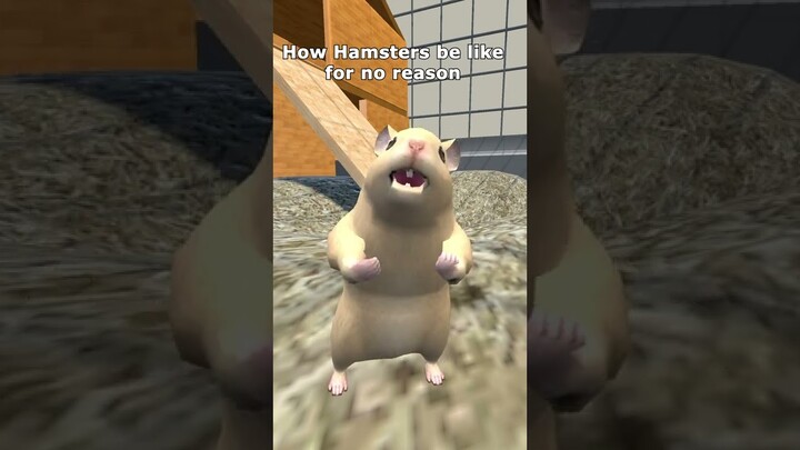 How Hamsters be like for no reason #shorts