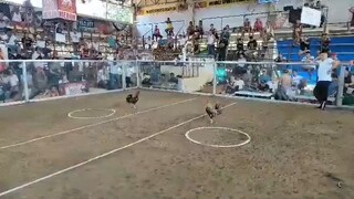 3cock derby champion (1st Fight)