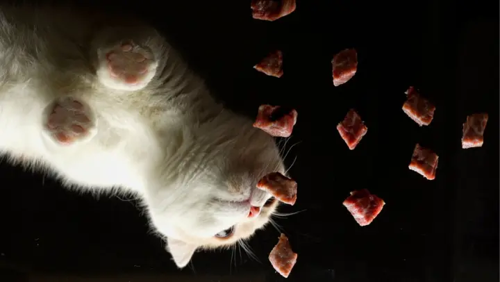 Cat Eating Marbled Beef