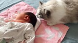 Cat|The Ragdoll Cat Meets the Newborn for the First Time
