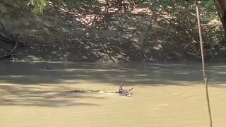 crocodile hungry attack in crossing,,