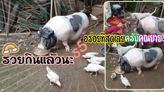 ใช้ชีวิตแบบสบายๆน้องรวยบอก..กินต่อไม่รอแล้วนะ55🐖🐖🐖👵