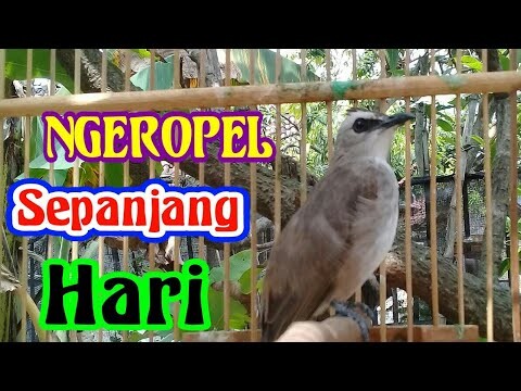 perangsang pancingan TRUCUKAN ngropel sepanjang pagi.