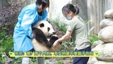 【大熊猫和花】花花的体重，确实是奶妈一个人承受不来的重量