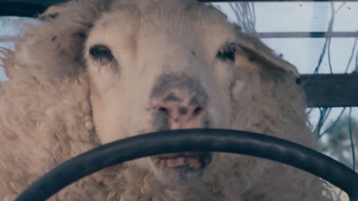 Cừu biến thành zombie, biết hành động dễ thương và lái xe, phim kinh dị hài "Crazy Sheep"