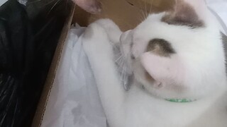 Playing Cats 😺 Milky and Oreo.