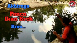 Mancing Ikan Brek Disini Panen Broo... MANTAP