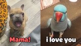 Little Dogs Said "Mama" - Funny Parrots Speaking English | Pets Club Video 2020