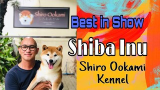 Shiba Inu | Shiro Ookami Kennel |Hernan Dog World TV