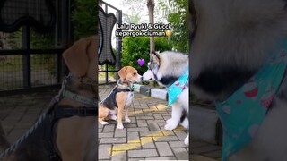 REAKSI ANABUL KETIKA KETEMU CEWE CANTIK‼️🔞😳 #shorts #anjinglucu #beagle #alaskanmalamute