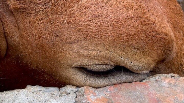 Sapi yang Manja adalah Anak Baik