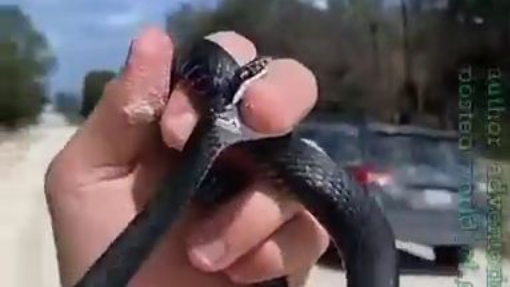 Catching the snake