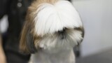 [Pecinta Anjing] Proses potong rambut