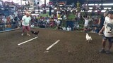 My Super White Kelso 3x times Winner! 🐔🤍 (5 Cock Derby at CCA, Camalig, Albay - 03/27/2024)