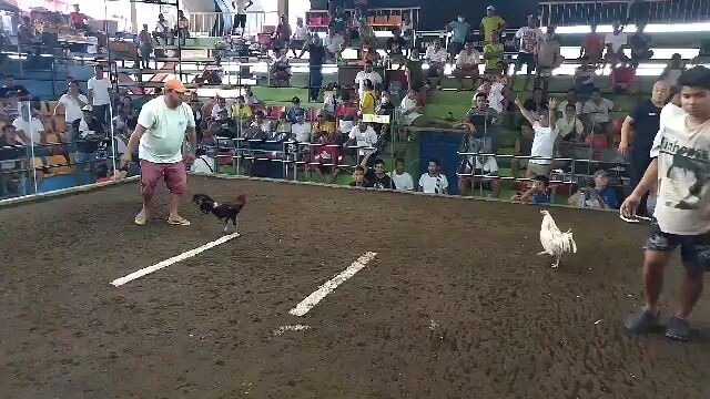 My Super White Kelso 3x times Winner! 🐔🤍 (5 Cock Derby at CCA, Camalig, Albay - 03/27/2024)