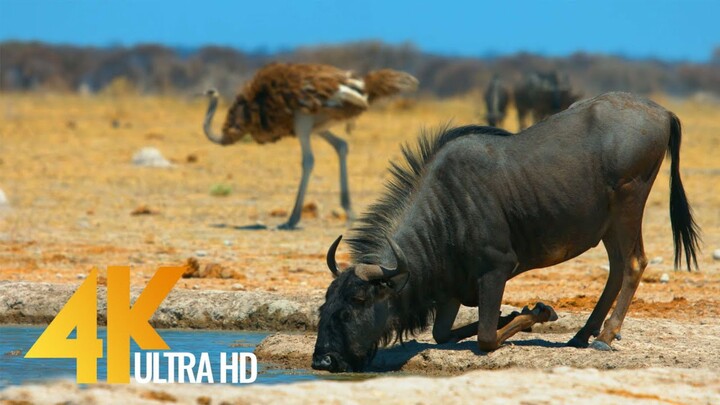 One Day In Wild Zambia National Geographic Documentary