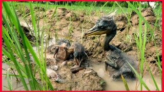 Couple Babies Herons Feeding On The Rice Field.