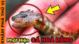 🔥 Phát Hiện 10 Loài Động Vật Kỳ Lạ Bị Con Người Bắt Được Trong Đó Có Cả Cá Đang Hoá Rồng | KPTV