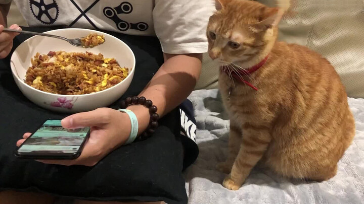 Mèo cam: Tui cũng muốn ăn cơm chiên
