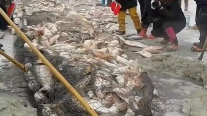 Terjaring Lagi Ikan