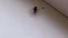 Spider VS House fly