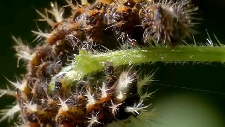 VENUS FLYTRAP, Tumbuhan Karnivora Yang Menjadi Mimpi Buruk Bagi Serangga