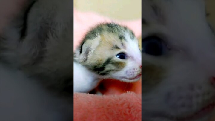 Cute newborn cry #shorttailkittentv #kitten #newborn #shorts