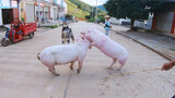 Animals|Fight Between a Dog and Two Pigs