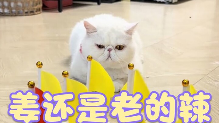 果然姜还是老的辣！不过童童你给我等着！机器人部队马上来了！