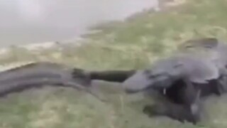 Crocodile: Damn it, what the hell is this!