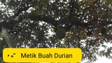 METIK BUAH DURIAN