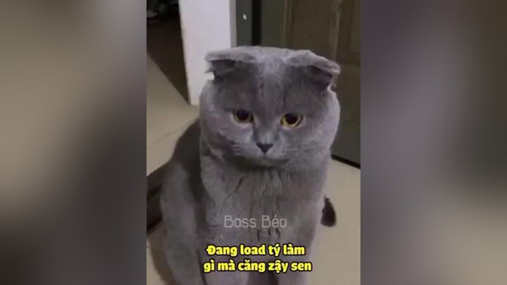 Đã bảo đưa tay rồi🤣🤣thucung dongvat haihuoc xuhuong2021 LearnOnTikTok onhavanvui