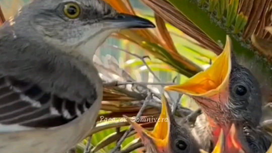 Mockingbird, burung yang memiliki banyak nyanyian