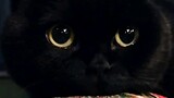 จะทำให้แมวดำรู้ว่าตัวเองเป็นสีดำได้อย่างไร?