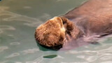 A sea otter was discovered at the port. It turned out to be a little guy sleeping in his mother’s ar