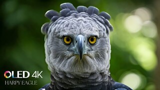 National Geographic Documentary On Wildlife Animal's
