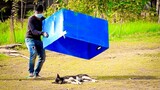 Funny Dog video, best prank Ever