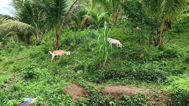 My upgraded native goats and Turkeys.