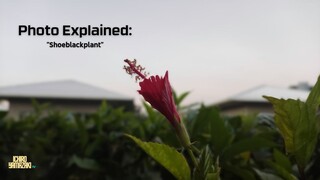 Photo Explained: Shoeblackplant | Ichiro Yamazaki TV