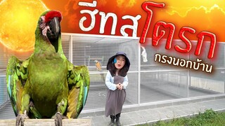 ฮีทสโตรกในนกแก้ว ข้อควรระวังและดูแลอย่างไร (Heatstroke Birds) EP.237