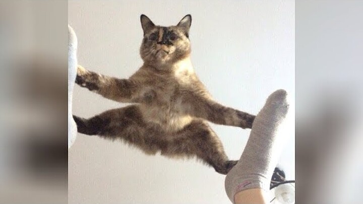 Cats are so funny you will die laughing - Funny cat compilation - Bilibili Cats are so funny you will die laughing - Funny cat compilation - Bilibili