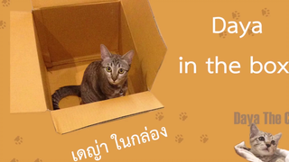 เดญ่าในกล่อง - Daya in the box